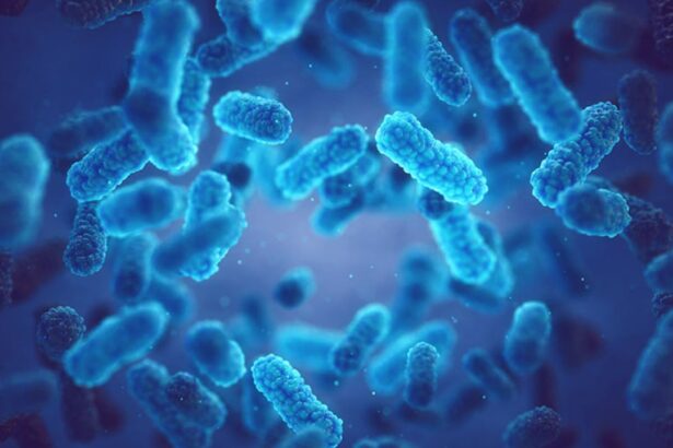 Gud bacteria